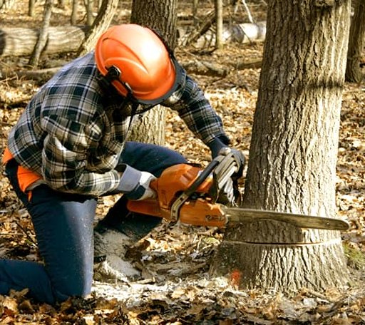 Tree Removal in Cullowhee, NC